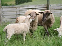 Schafe sind intelligente und sehr soziale Tiere - Day, Kässpatz und Minchen