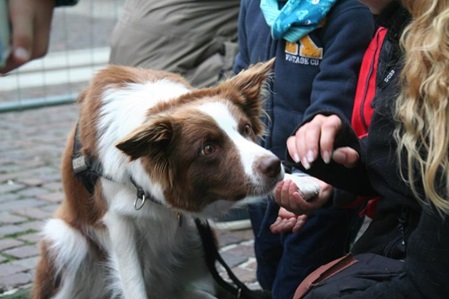 Hund mit Kinder